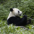 Großer Panda frisst Bambus © Bernard De Wetter / WWF