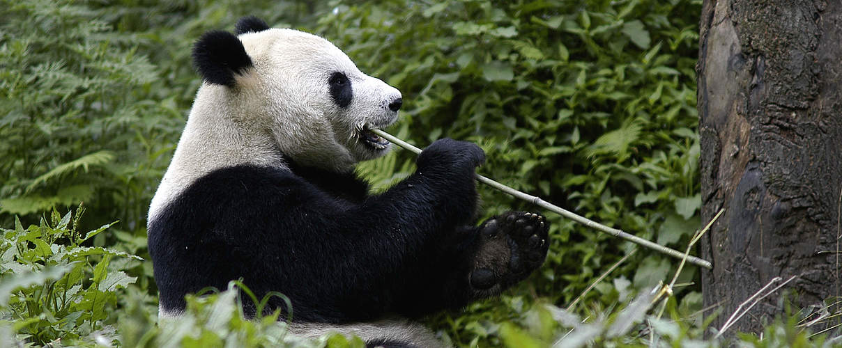 Großer Panda frisst Bambus © Bernard De Wetter / WWF