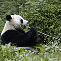 Großer Panda frisst Bambus © Bernard De Wetter / WWF