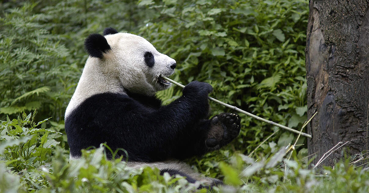 Wappentier in Bedrngnis: Der Groe Panda
