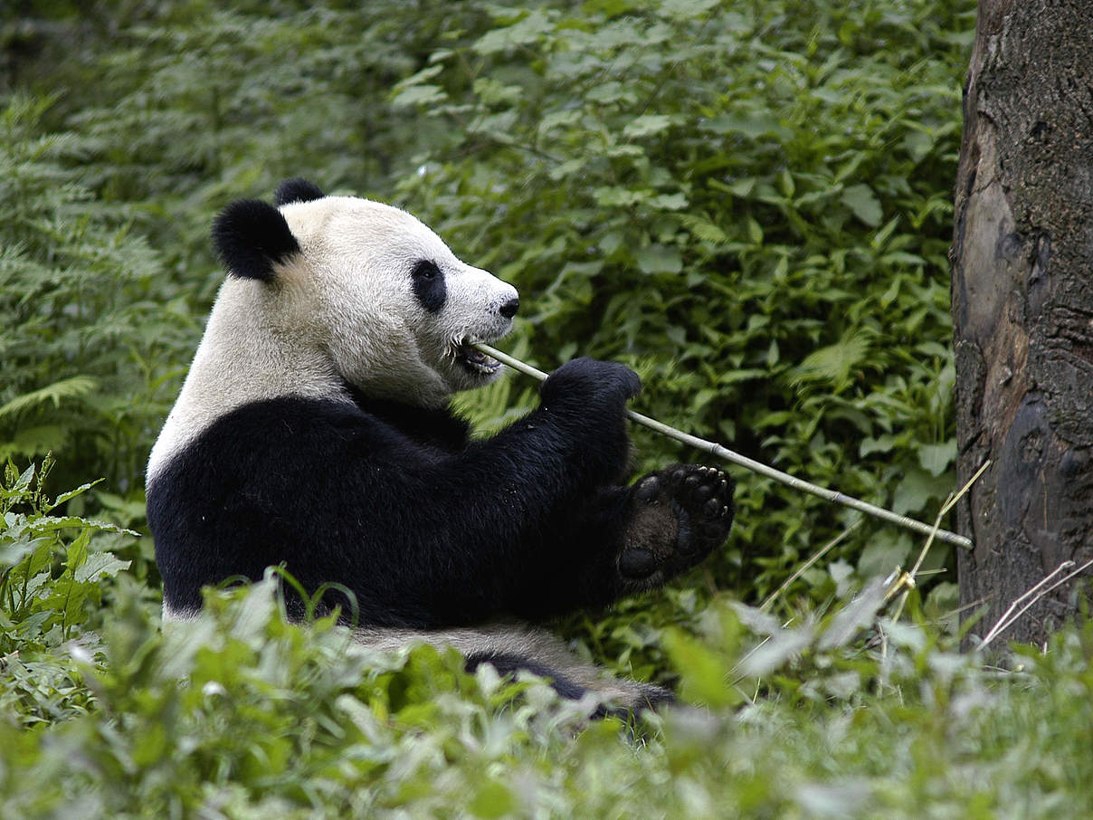 Großer Panda frisst Bambus © Bernard De Wetter / WWF