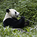 Großer Panda frisst Bambus © Bernard De Wetter / WWF