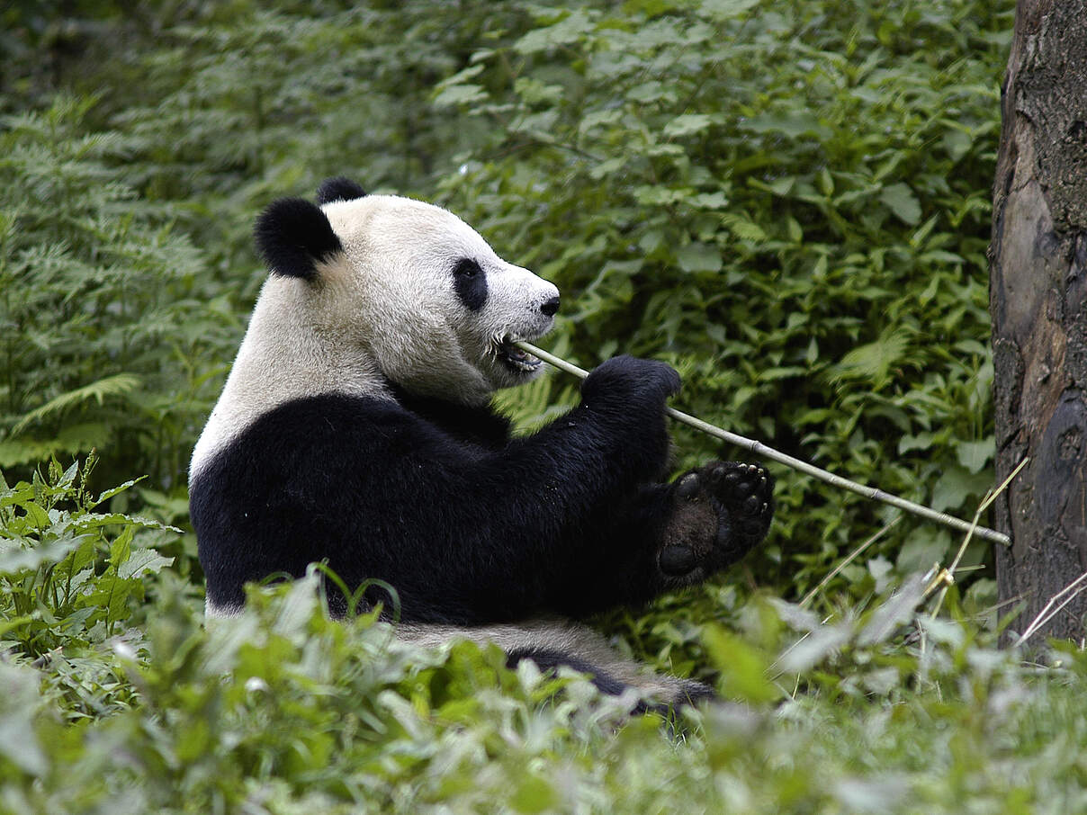 Großer Panda frisst Bambus © Bernard De Wetter / WWF