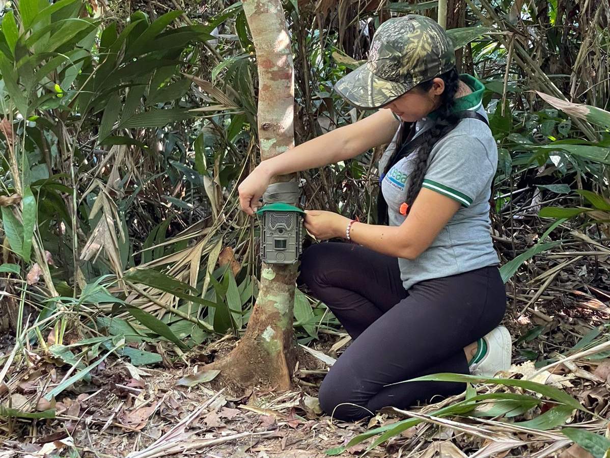 Eine Kamerafalle für das Jaguar-Monitoring in Bolivien wird installiert © WWF Bolivia