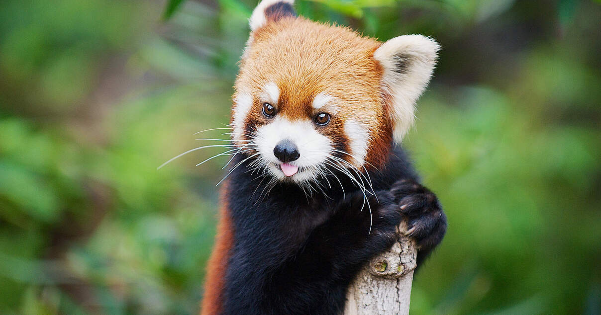 Knurrender Roter Panda Kawaii Retsuko Wütend Roter Panda Drink