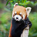 Der Rote Panda ist ein geschickter Kletterer © Dmitry_Chulov / iStock / Getty Images Plus