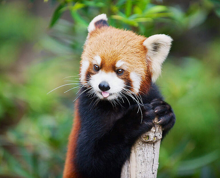 Der Rote Panda ist ein geschickter Kletterer © Dmitry_Chulov / iStock / Getty Images Plus