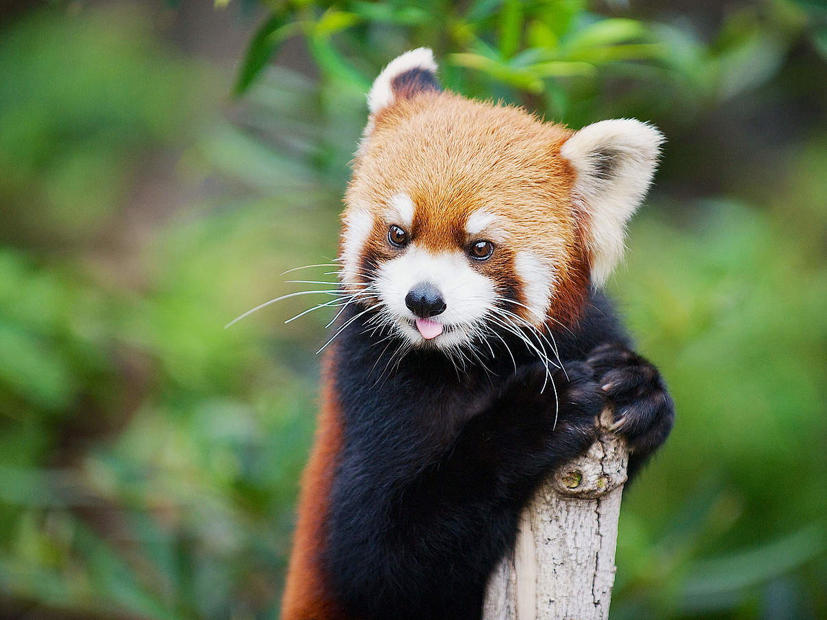 Der Rote Panda ist ein geschickter Kletterer © Dmitry_Chulov / iStock / Getty Images Plus