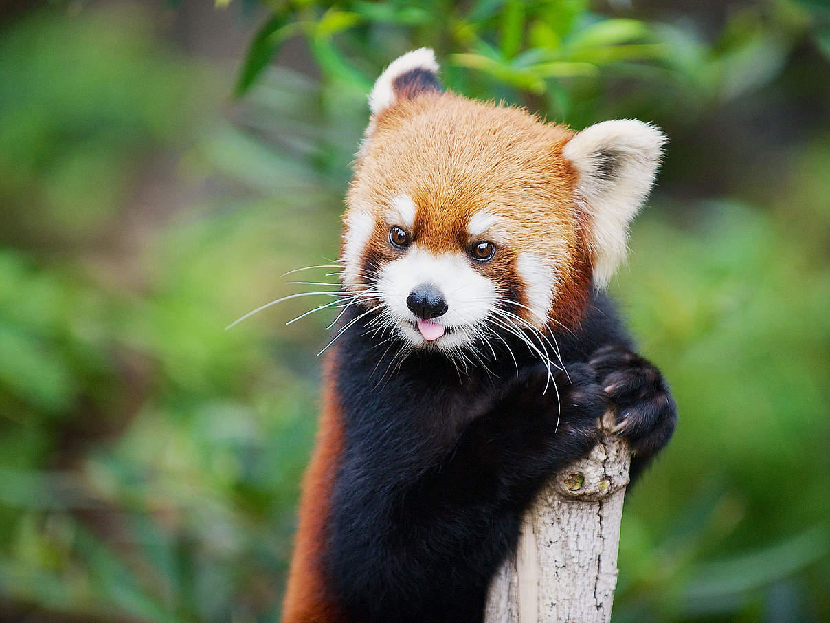 Das „Rote Panda Projekt Das „Rote Panda Projekt
