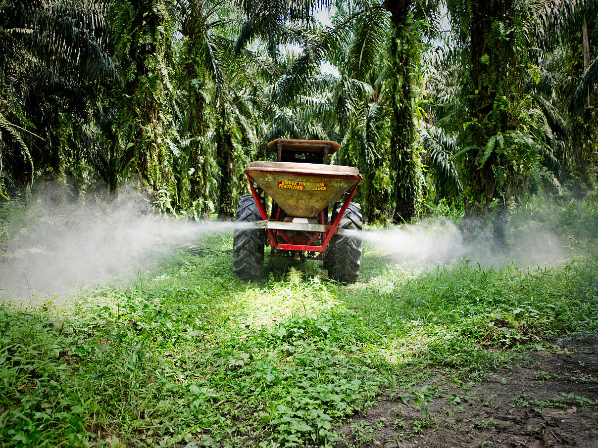 Auf einer Palmöl-Plantage wird Dünger ausgebracht. © James Morgan / WWF-International