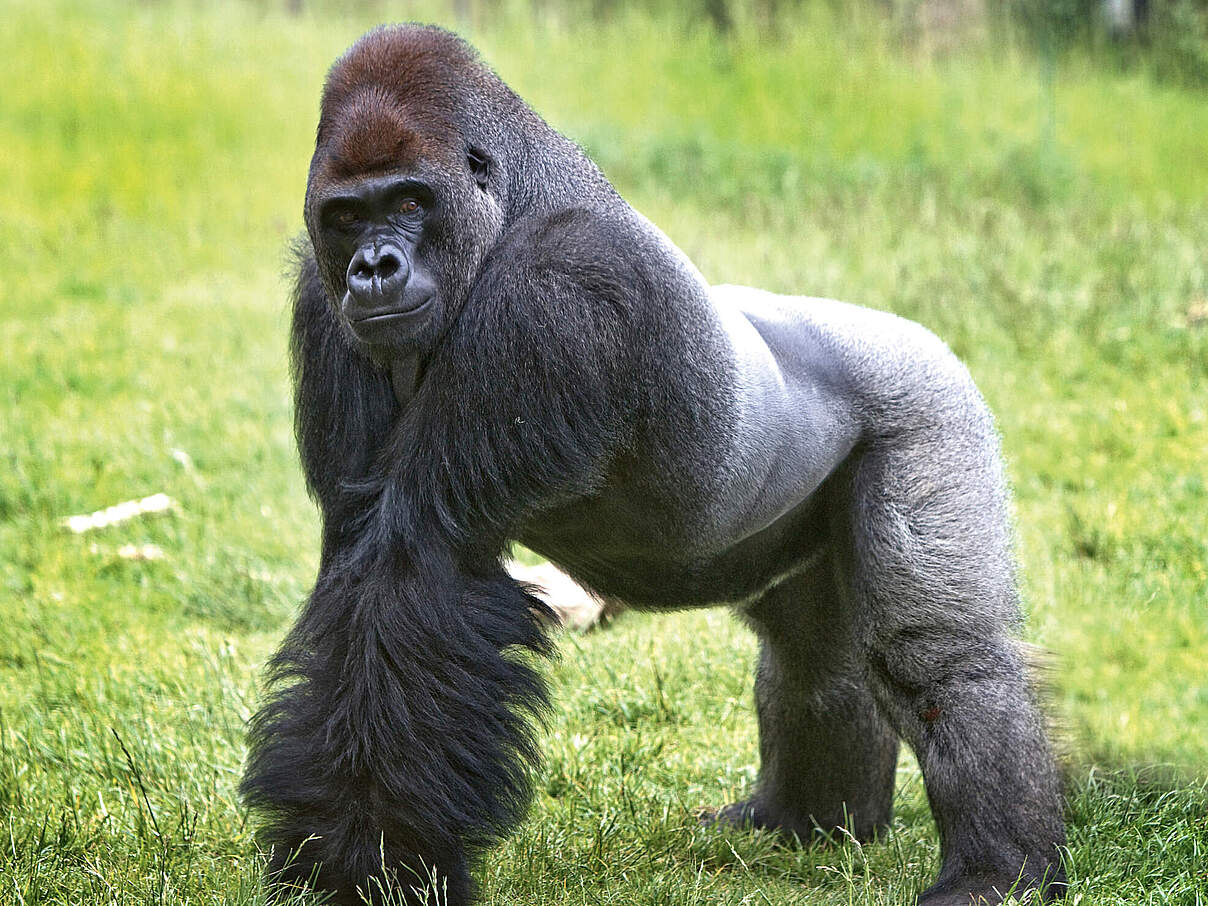 Westlicher Gorilla