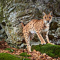 Wildtier Luchs © Julius Kramer