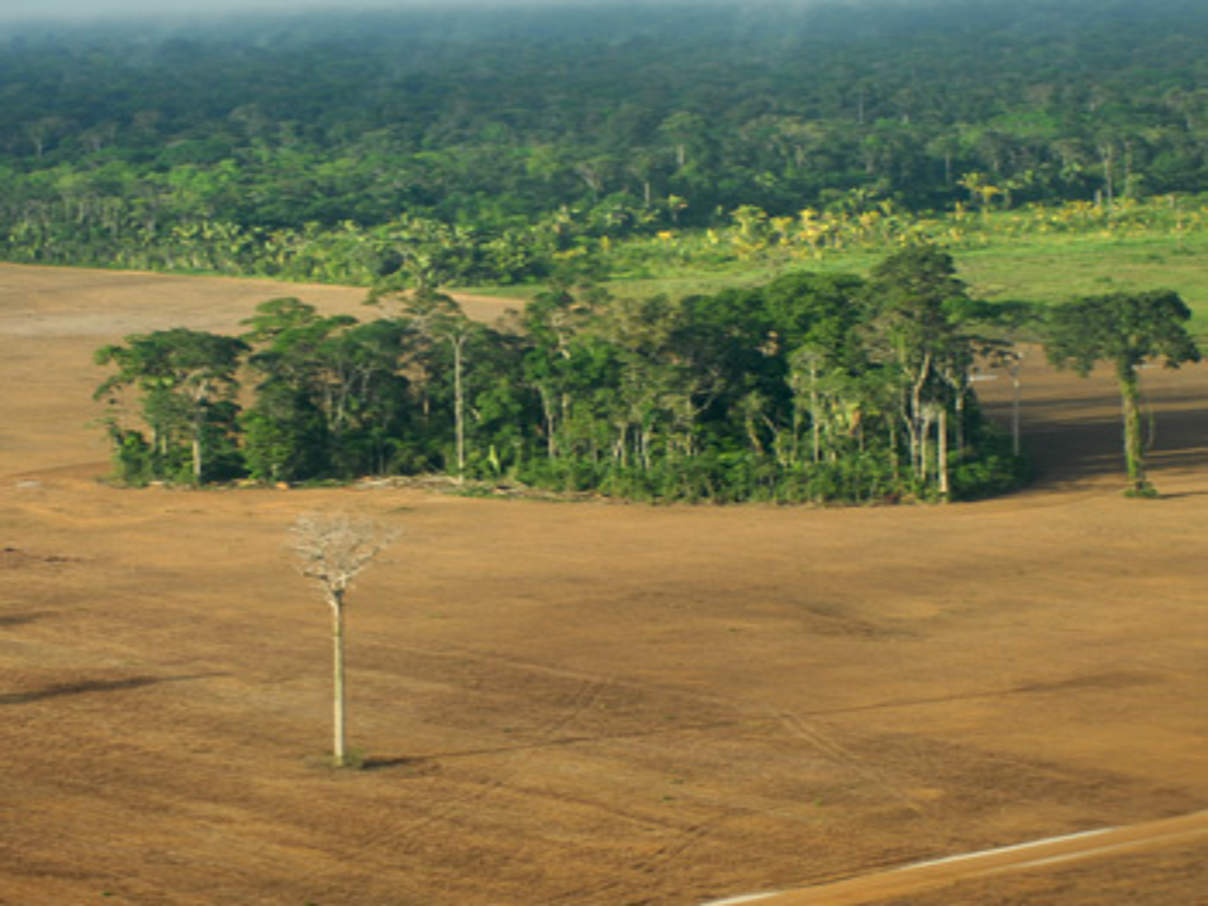 Abholzung am Amazonas © Anton Vorauer / WWF