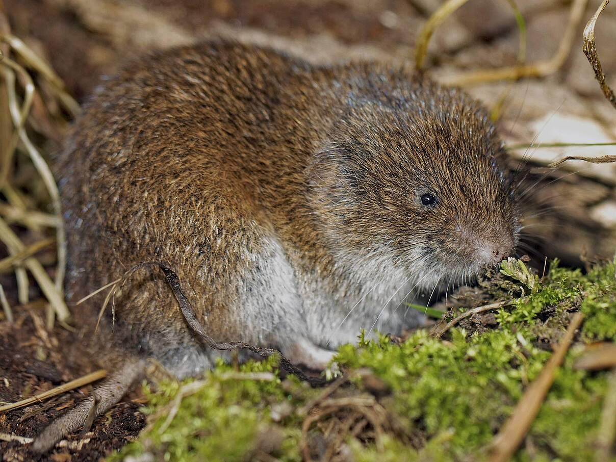 Bayerische Kurzohrmaus