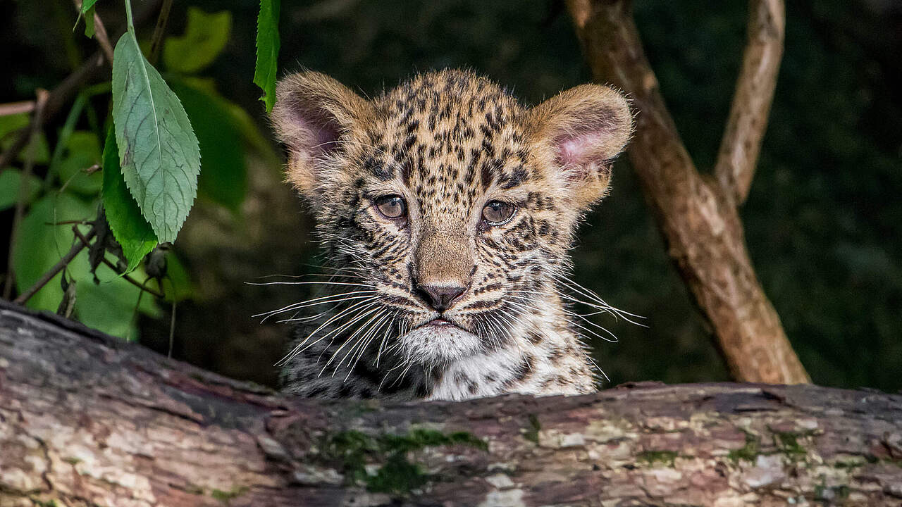 Cute male Persian leopard cub looking at camera