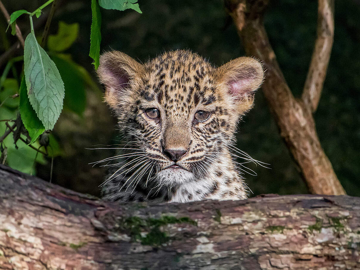 Cute male Persian leopard cub looking at camera