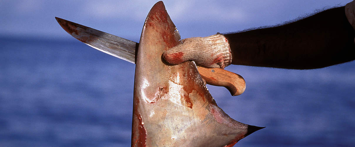 Fischer mit Rückenflosse eines Hammerhais © naturepl.com / Jeff Rotman / WWF