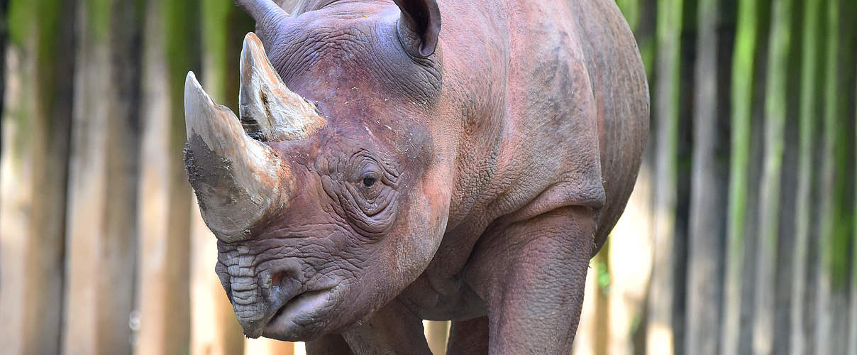 Spitzmaulnashorn Taco © Marcel Vogelfanger