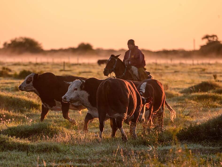 Nachhaltige Beweidung erhält das Ökosystem © WWF Paraguay Nachhaltige Beweidung erhält das Ökosystem © WWF Paraguay