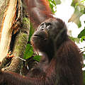 Borneo Orang-Utan, Sabah, Borneo, © WWF
