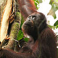 Borneo Orang-Utan, Sabah, Borneo, © WWF