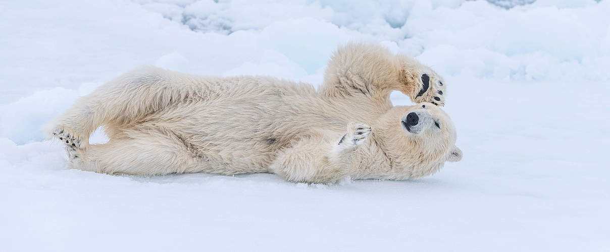 Eisbär in Norwegen © Richard Barrett / WWF-UK