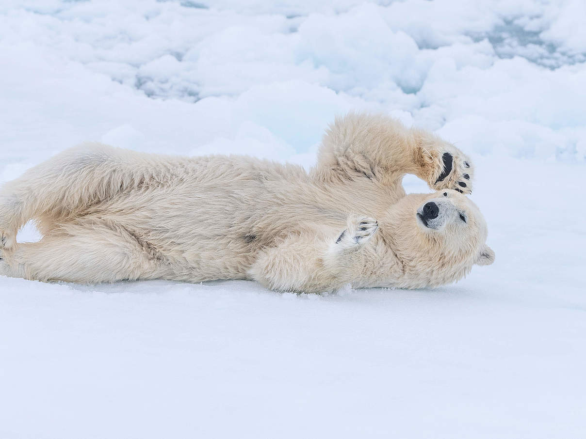 Eisbär in Norwegen © Richard Barrett / WWF-UK