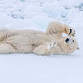 Eisbär in Norwegen © Richard Barrett / WWF-UK