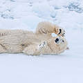 Eisbär in Norwegen © Richard Barrett / WWF-UK