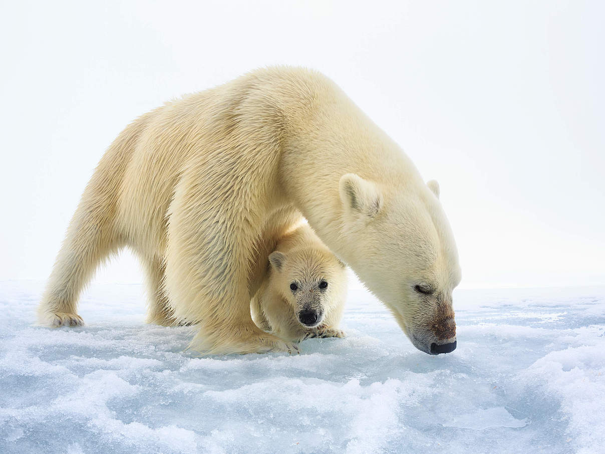 Eisbärin mit Nachwuchs © naturepl.com / Tony Wu / WWF