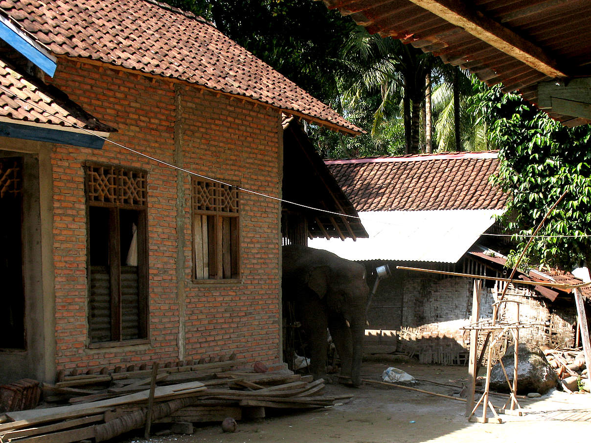 Elefant im Dorf © WWF-Indonesia / Marino