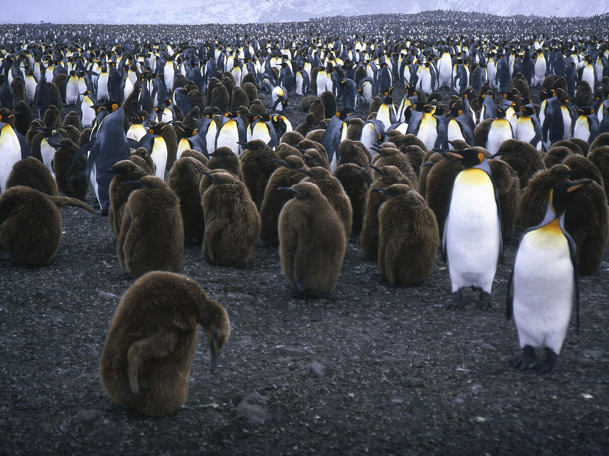 Kaiserpinguine © Sylvia Rubli / WWF