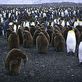 Kaiserpinguine © Sylvia Rubli / WWF