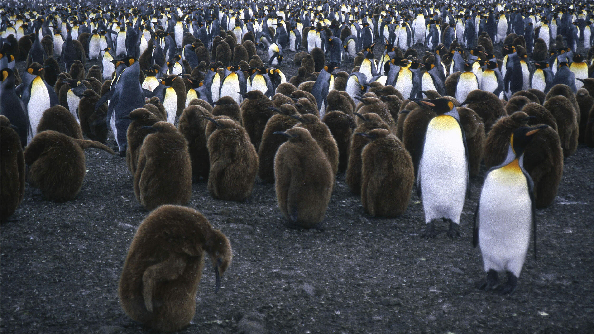 Kaiserpinguine © Sylvia Rubli / WWF