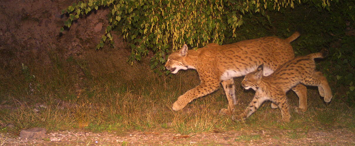 Luchs Vreni mit ihrem Jungen in Thüringen © Luchs Thüringen