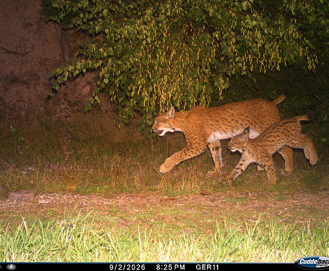 Luchs Vreni mit ihrem Jungen in Thüringen © Luchs Thüringen