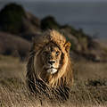 Eindrucksvoller Löwe © Anthony Thijssen