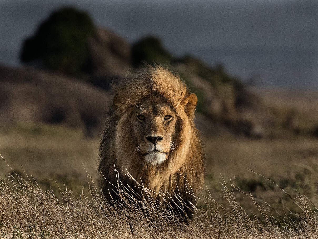 Eindrucksvoller Löwe © Anthony Thijssen