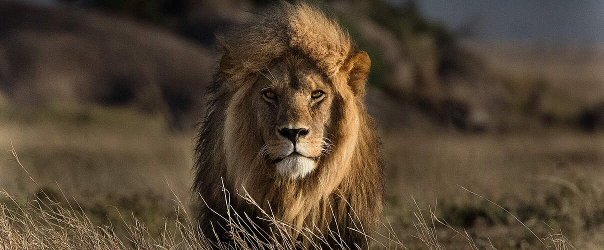 Eindrucksvoller Löwe © Anthony Thijssen