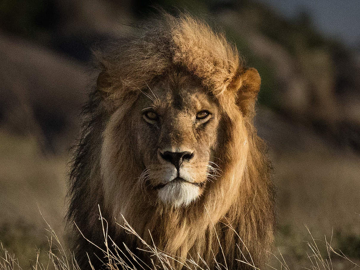 Eindrucksvoller Löwe © Anthony Thijssen