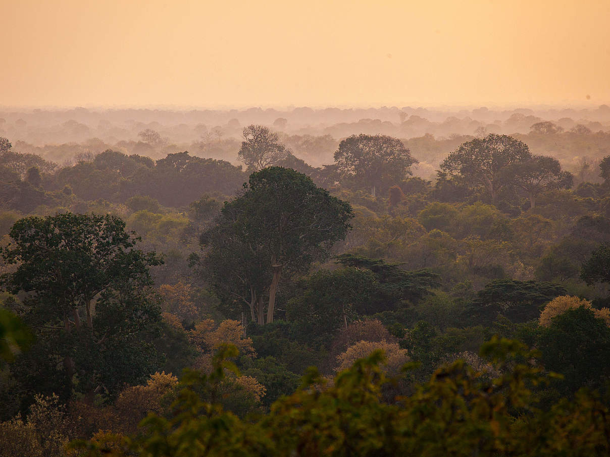 Ostafrikas Wälder sind bedroht © Greg Armfield / WWF