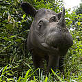 Sumatra-Nashorn im Kambas National Park im südlichen Sumatra © naturepl.com / Mark Carwardine / WWF