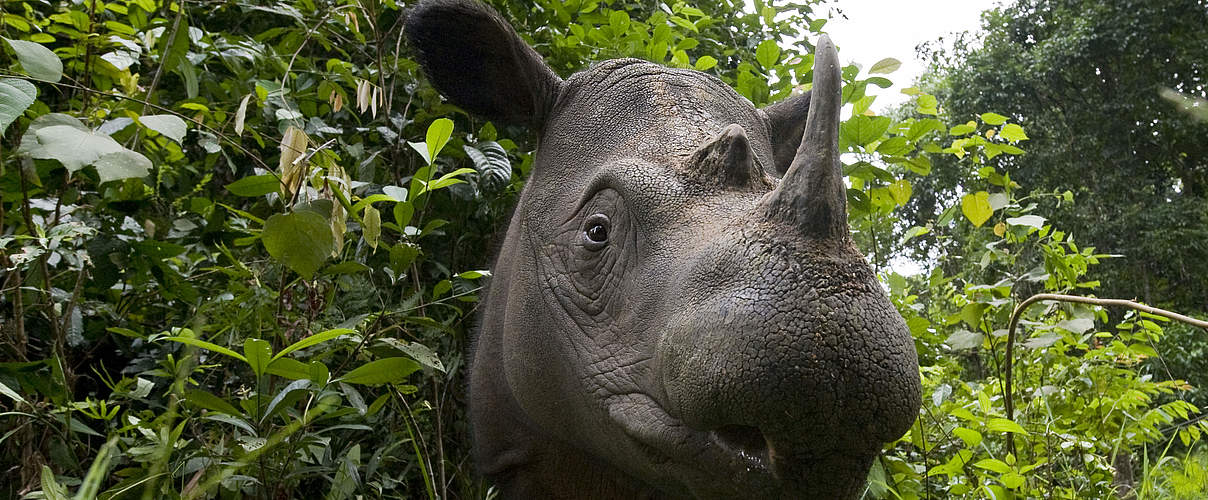 Sumatra-Nashorn im Kambas National Park im südlichen Sumatra © naturepl.com / Mark Carwardine / WWF