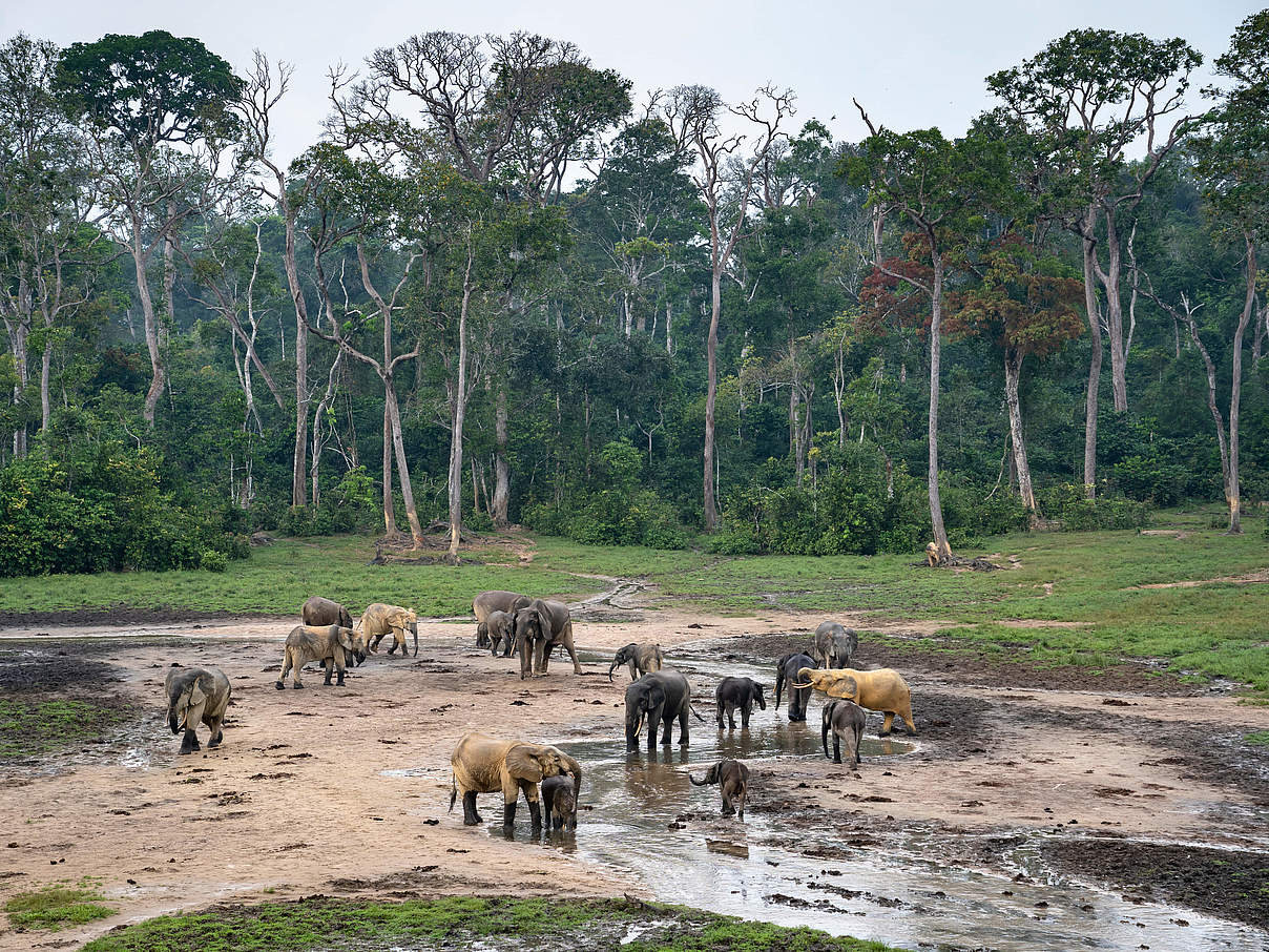 Waldelefanten auf der Dzanga Bai © Andy Isaacson / WWF-US