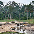 Waldelefanten auf der Dzanga Bai © Andy Isaacson / WWF-US