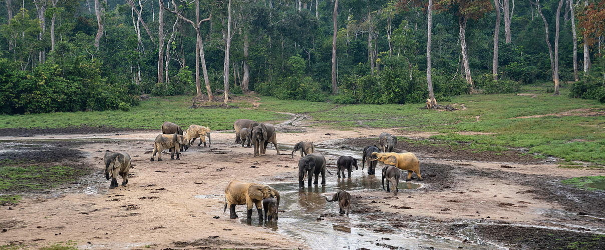 Waldelefanten auf der Dzanga Bai © Andy Isaacson / WWF-US