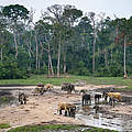 Waldelefanten auf der Dzanga Bai © Andy Isaacson / WWF-US