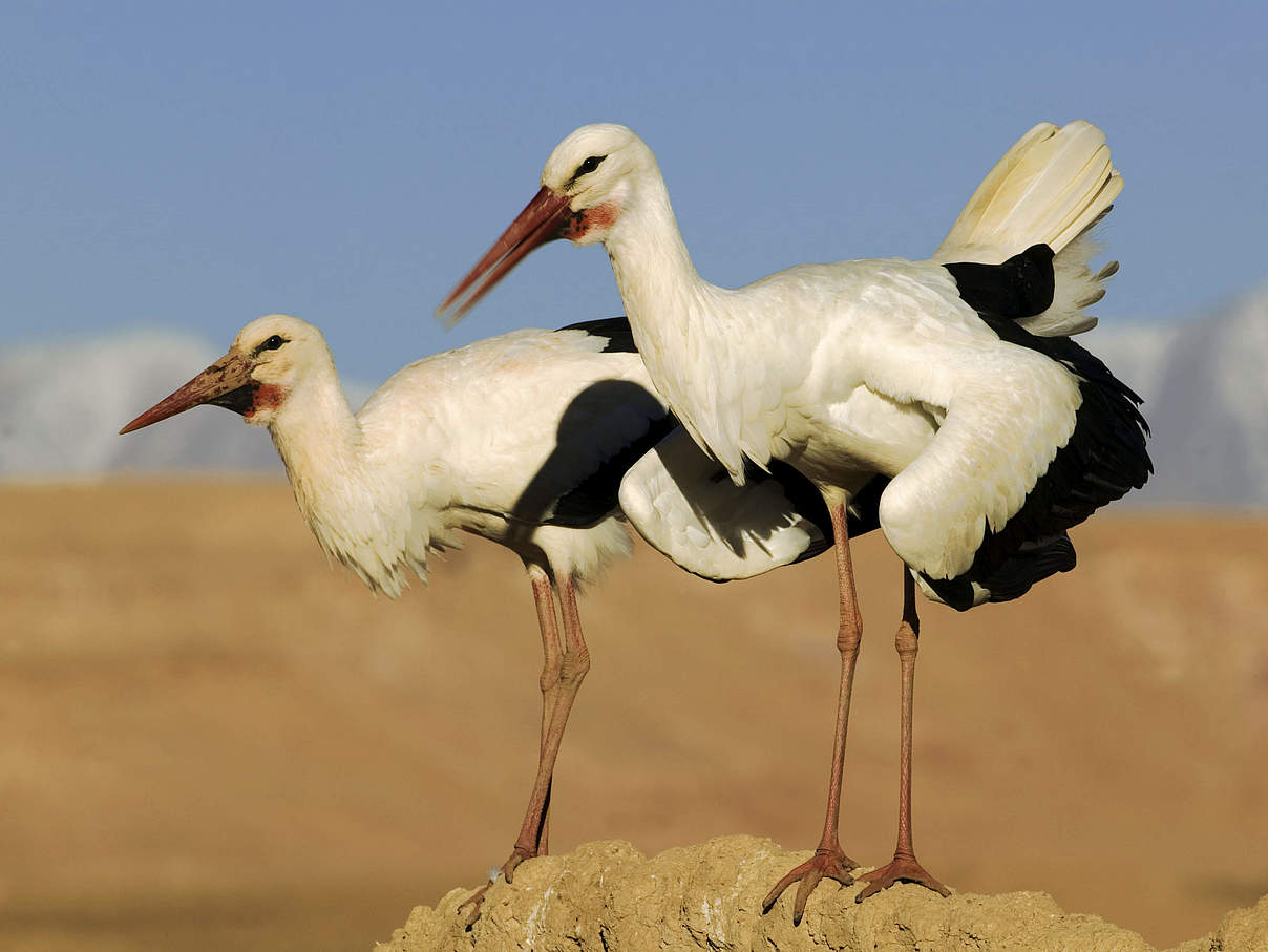 Weißstorch-Paar in Marokko © Martin Harvey / WWF