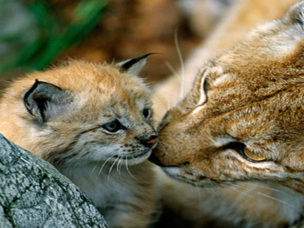 Eurasischer Luchs © Staffan Widstrand / WWF