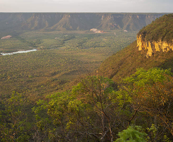 Cerrado, Brasilien © David Bebber / WWF-UK